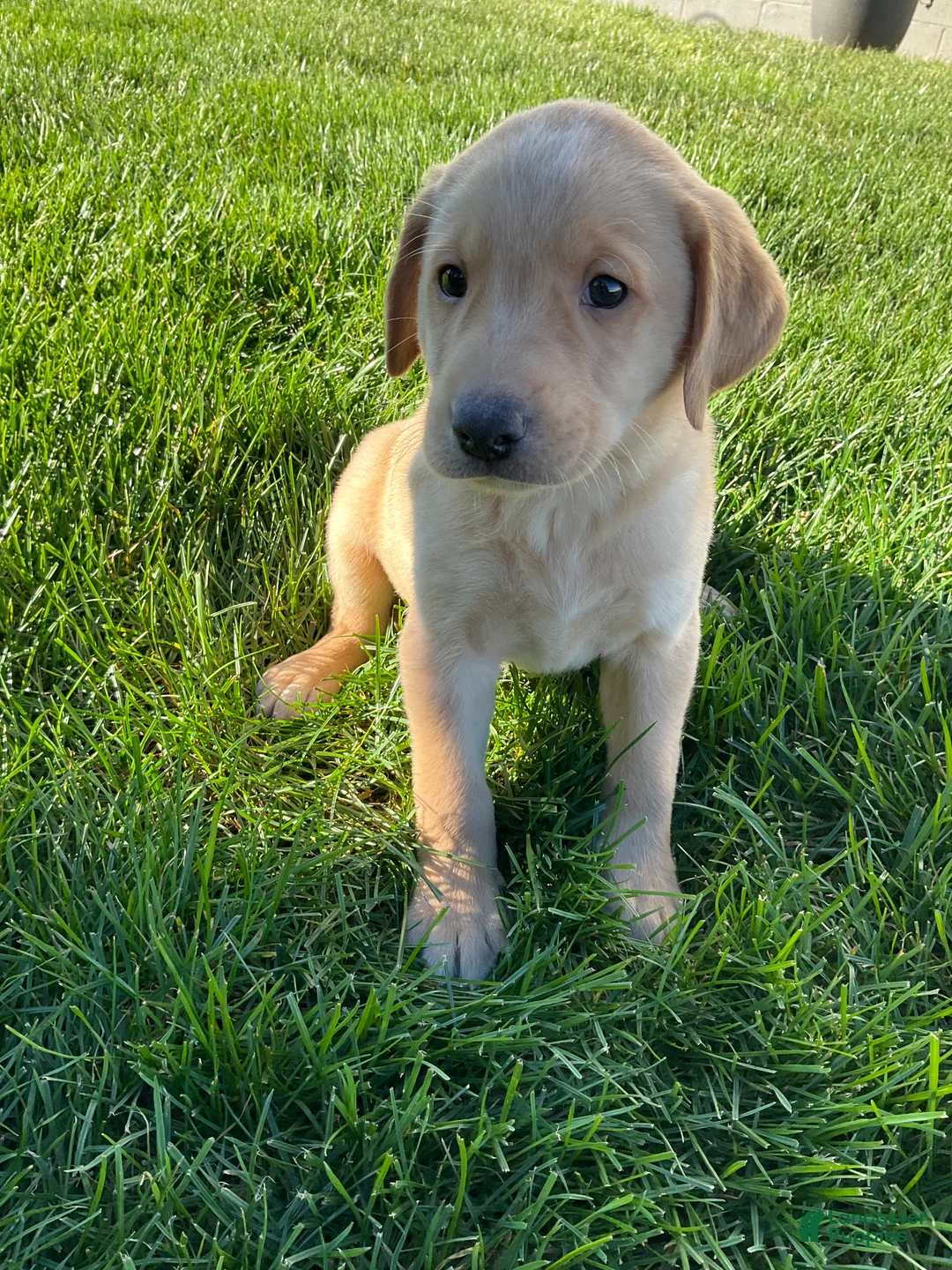 Labrador Retriever dogs for sale: Brody - Ad 1