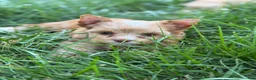 Yorkshire Terrier dogs for sale: Mila - Ad 4