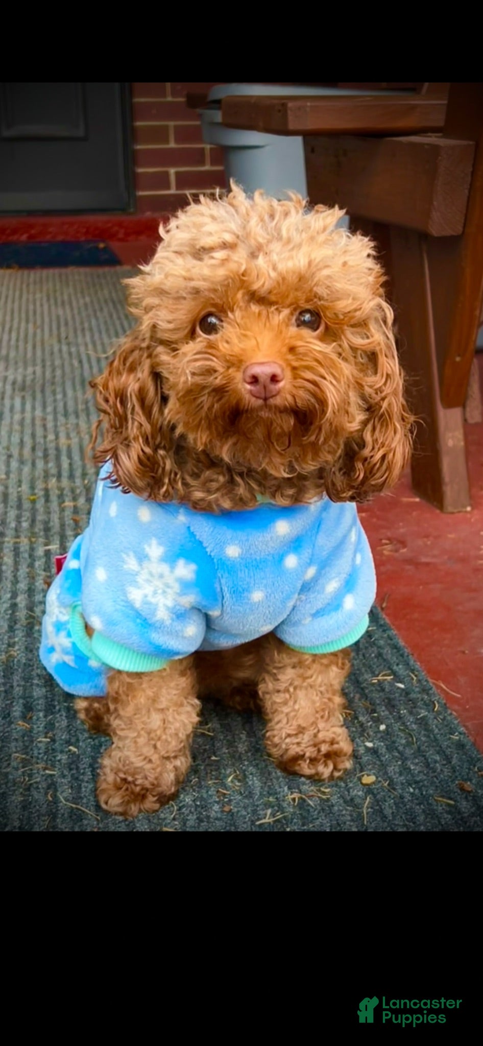 Toy Poodle dogs Olive - Ad 2
