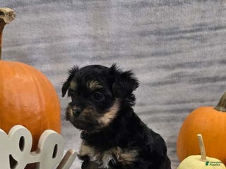 Yorkiepoo dogs - Ad 8