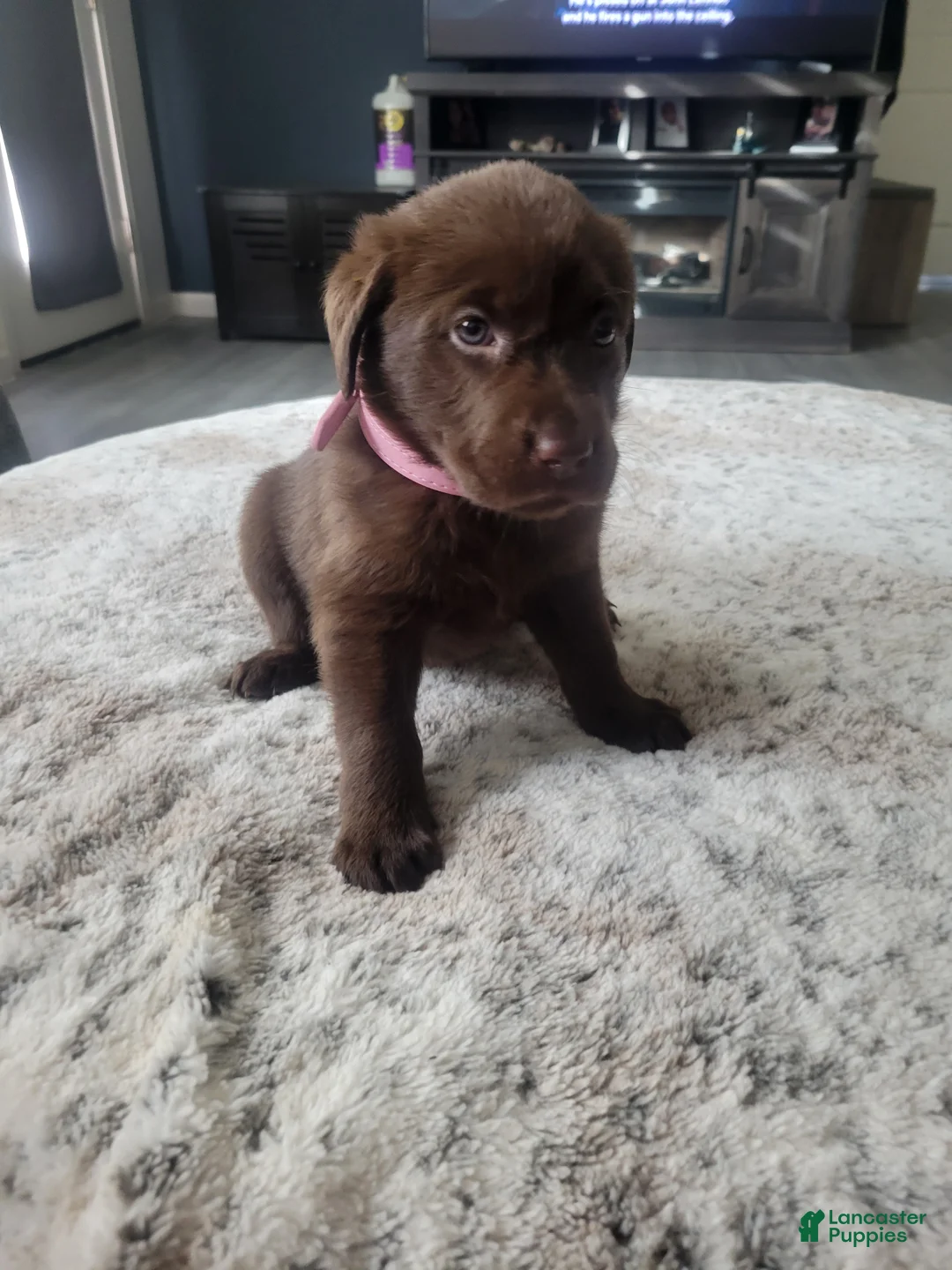 Labrador Retriever dogs for sale: Labrador Retriever Puppy 3 - Ad 2