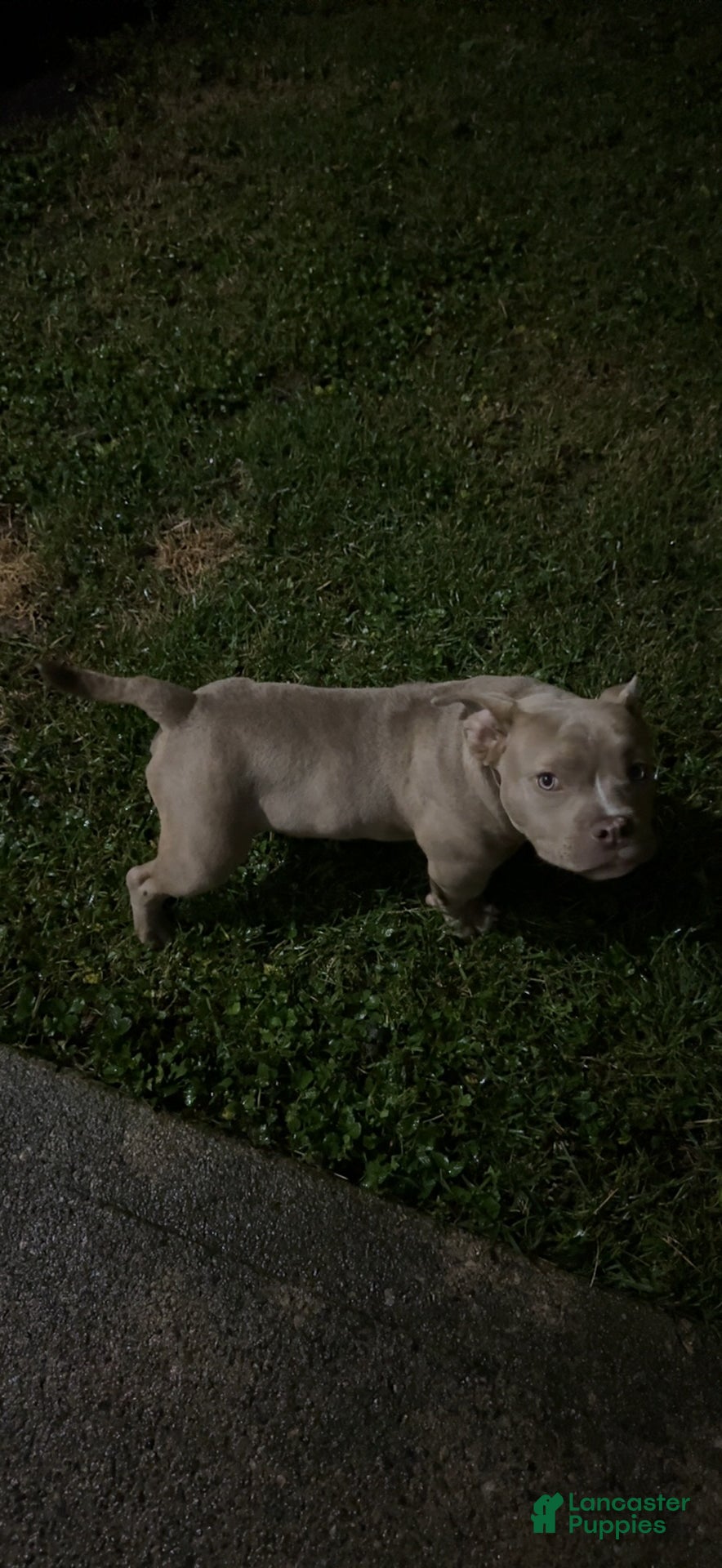 American Bully dogs for sale: Draco - Ad 3