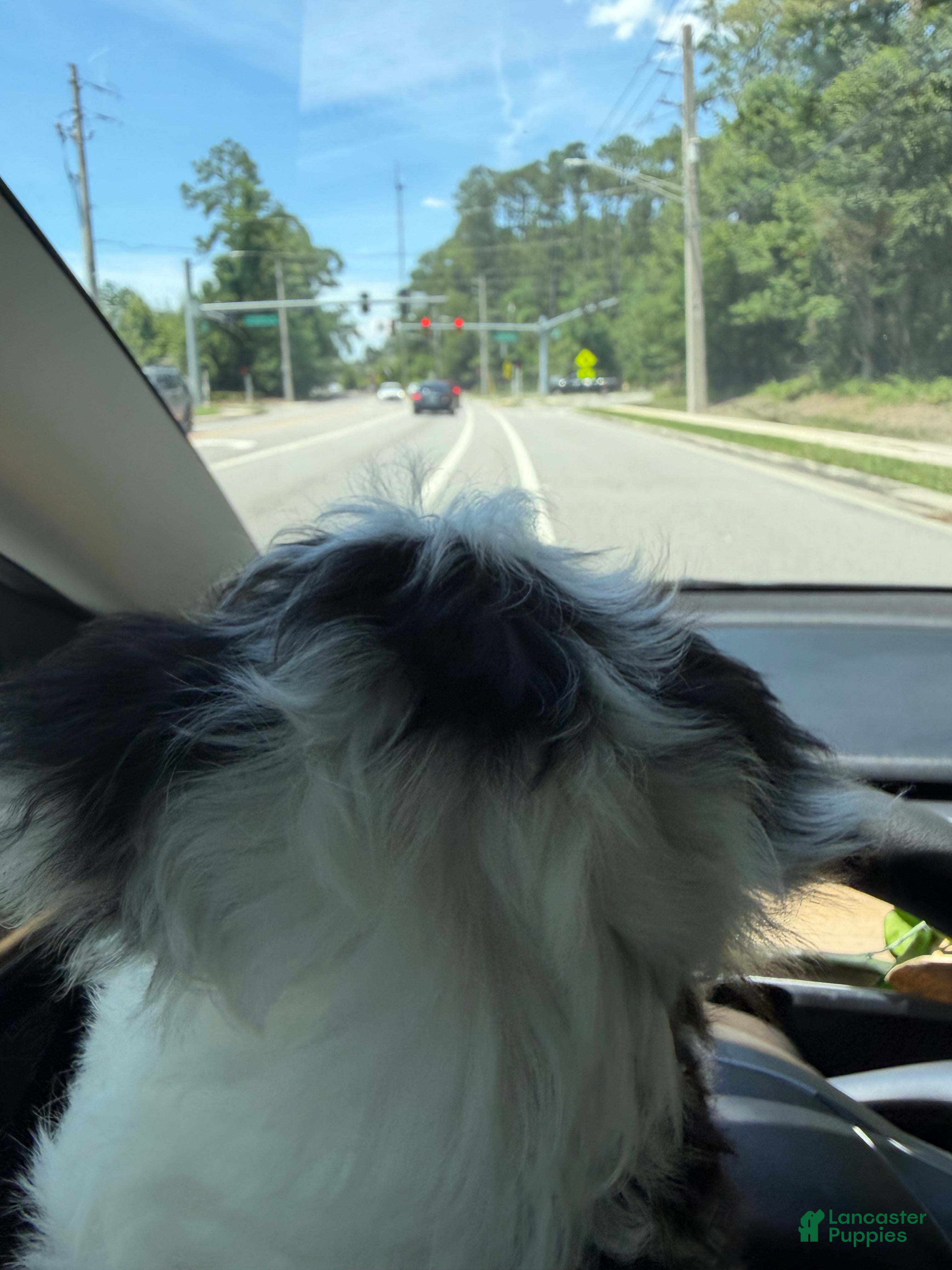Shihpoo dogs Pepper  - Ad 2