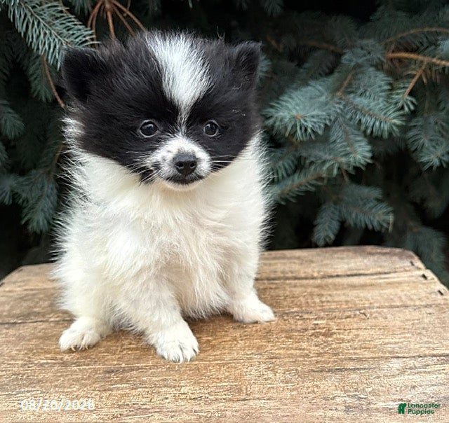 Pomeranian dogs Fiona - Ad 2