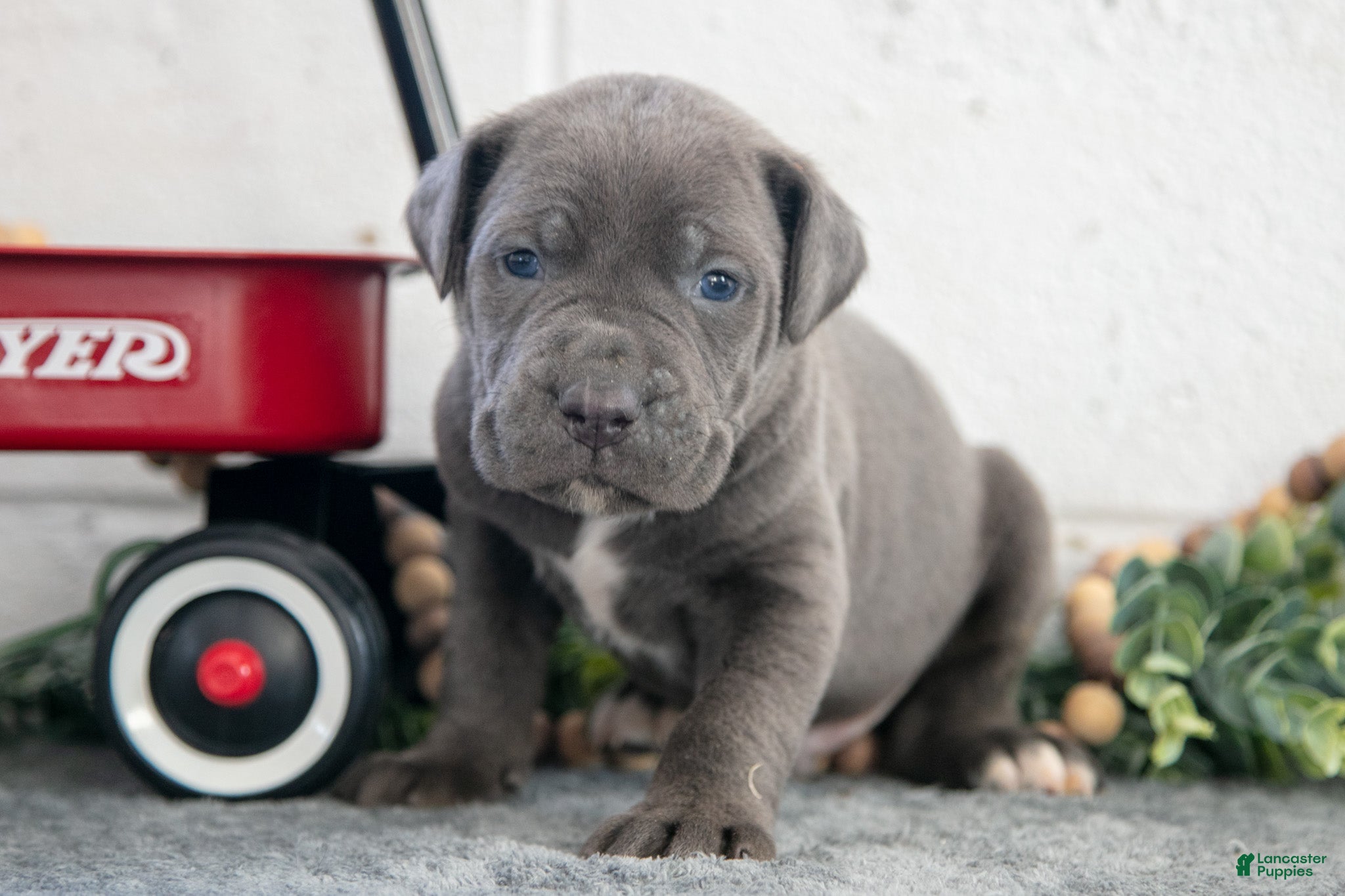 Cane Corso dogs Sam - Ad 24
