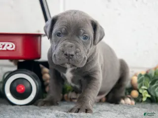 Cane Corso dogs Sam - Ad 24