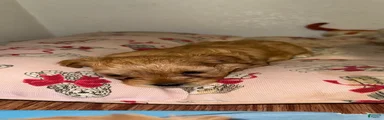 Mixed Breed 4
