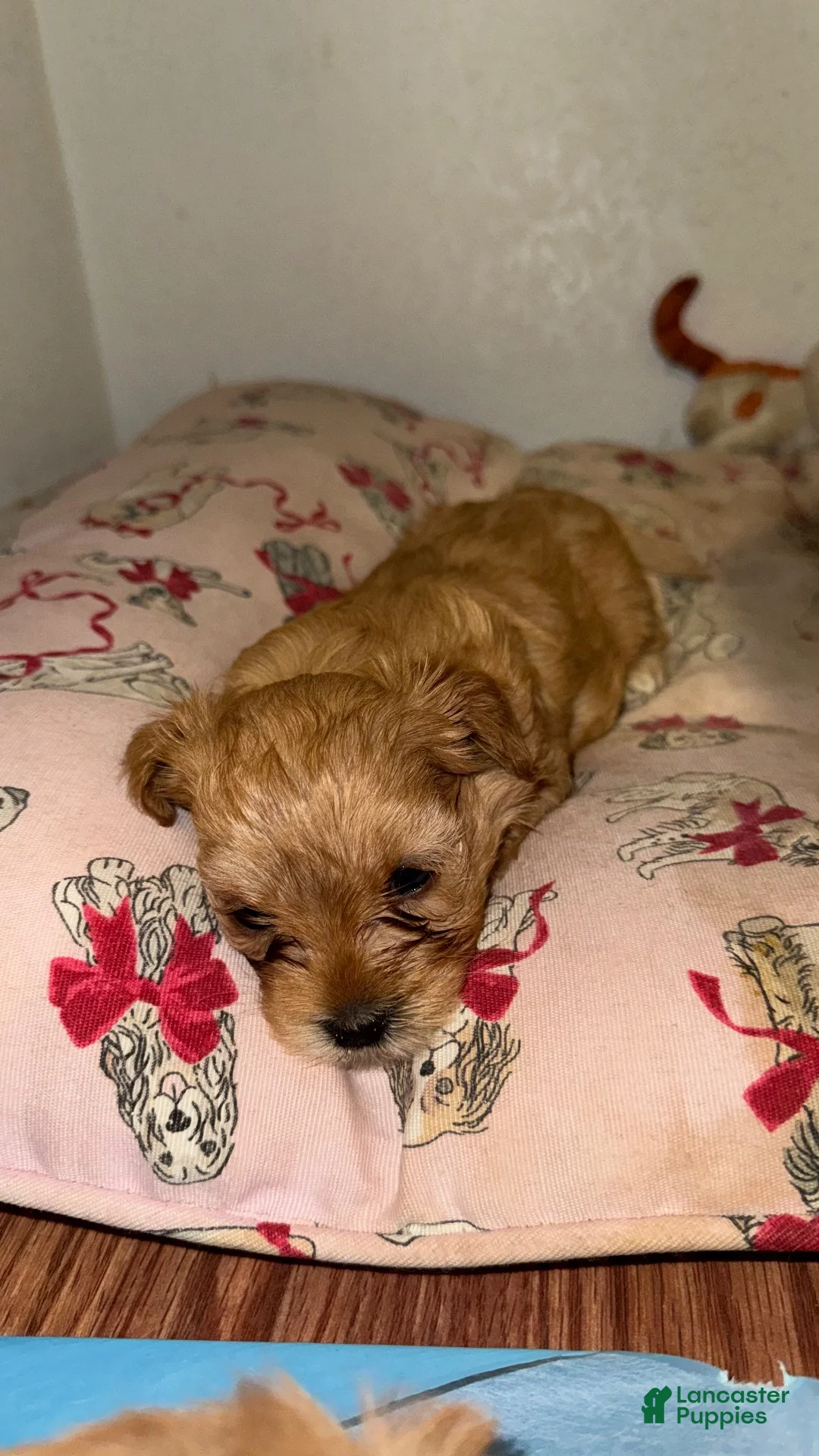 Mixed Breed dogs for sale: Mixed Breed 4 - Ad 1