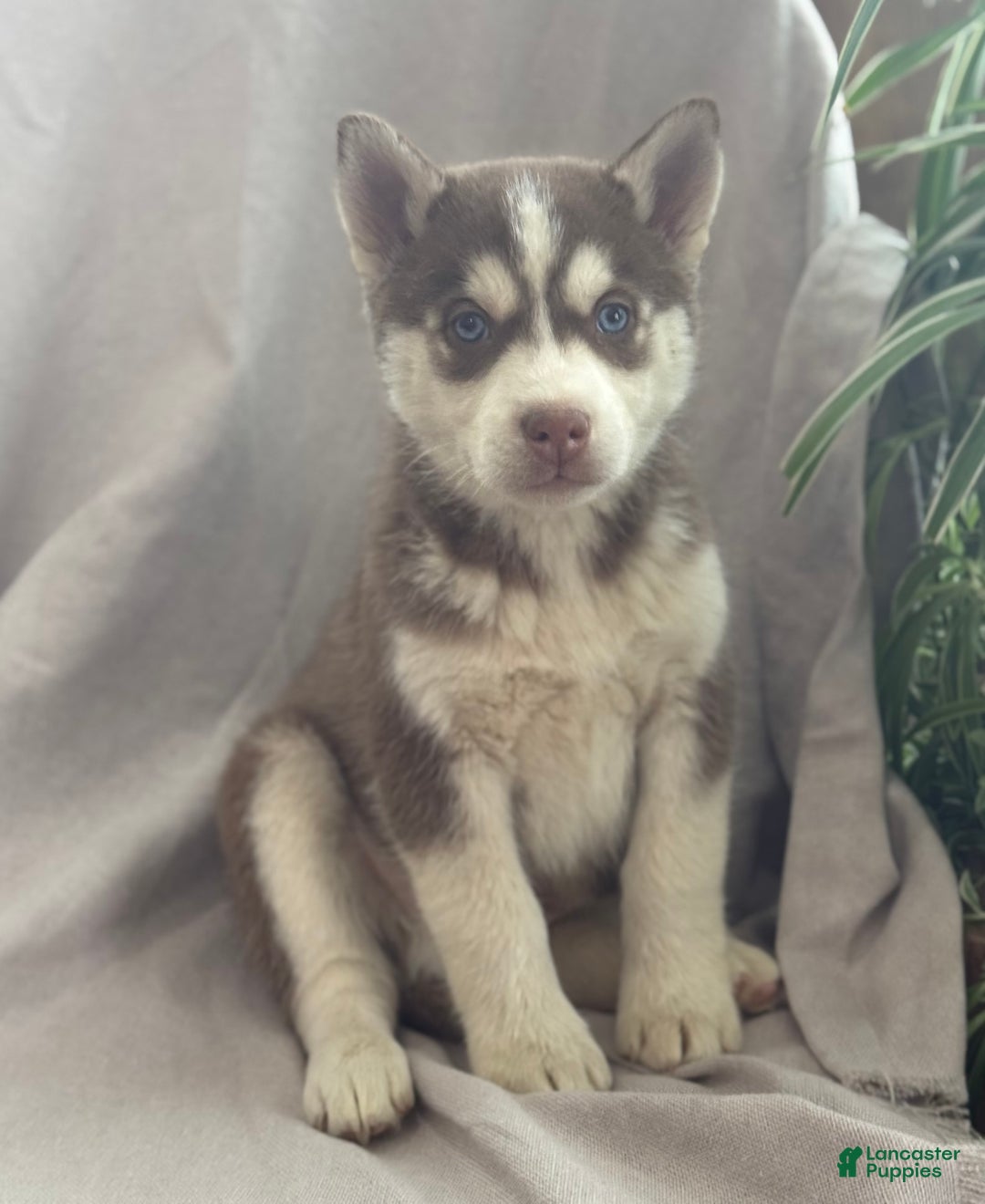 Siberian Husky dogs for sale: Louie - Ad 3