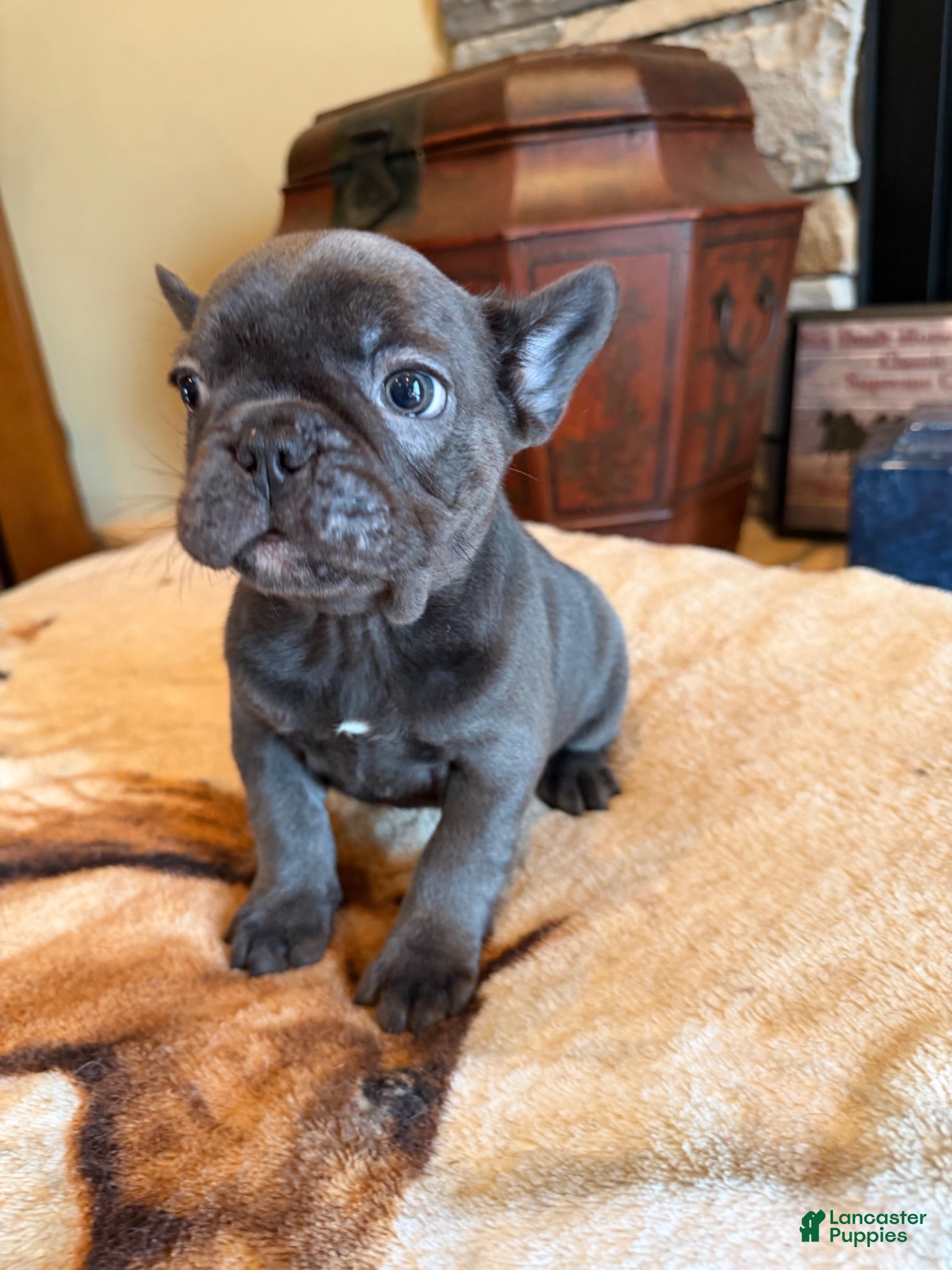 French Bulldog dogs Jace - Ad 1