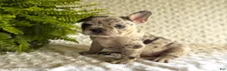 French Bulldog dogs for sale: Jack in The Box - Ad 5