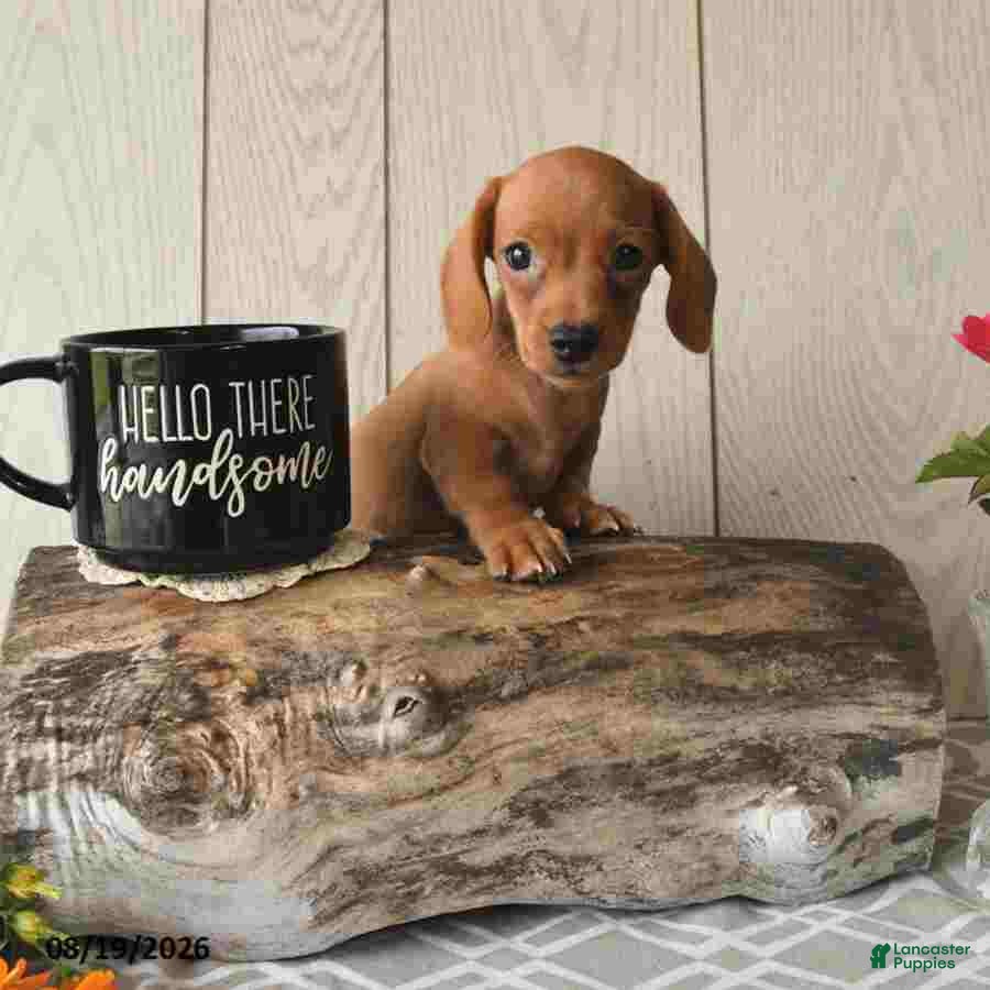 Miniature Dachshund dogs Ricky  - Ad 1