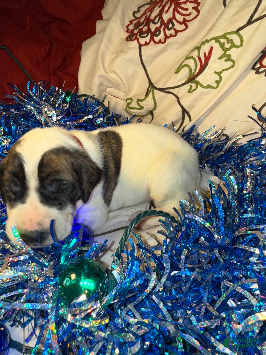 Great Dane dogs for sale: Howard - Ad 30