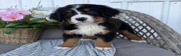 Bernese Mountain Dog dogs for sale: Sophie - Ad 1