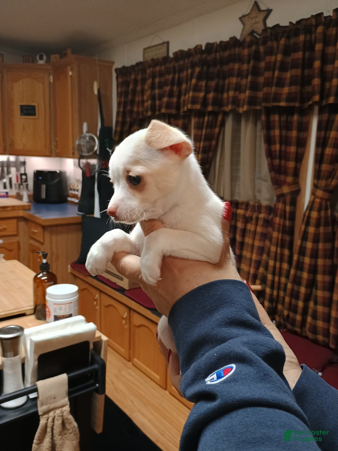 Chihuahua dogs for sale: Cosmo toy - Ad 2