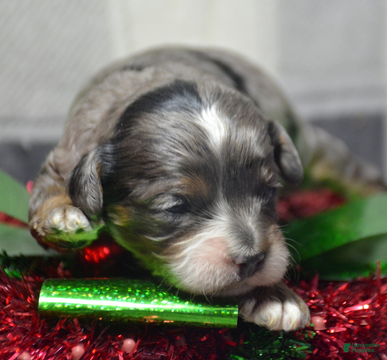 Cavapoo dogs Cavapoo Puppy 1 Captain - Ad 30