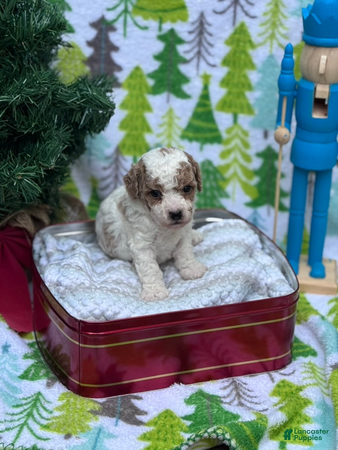 Cavapoo dogs for sale: Alfie - Ad 12