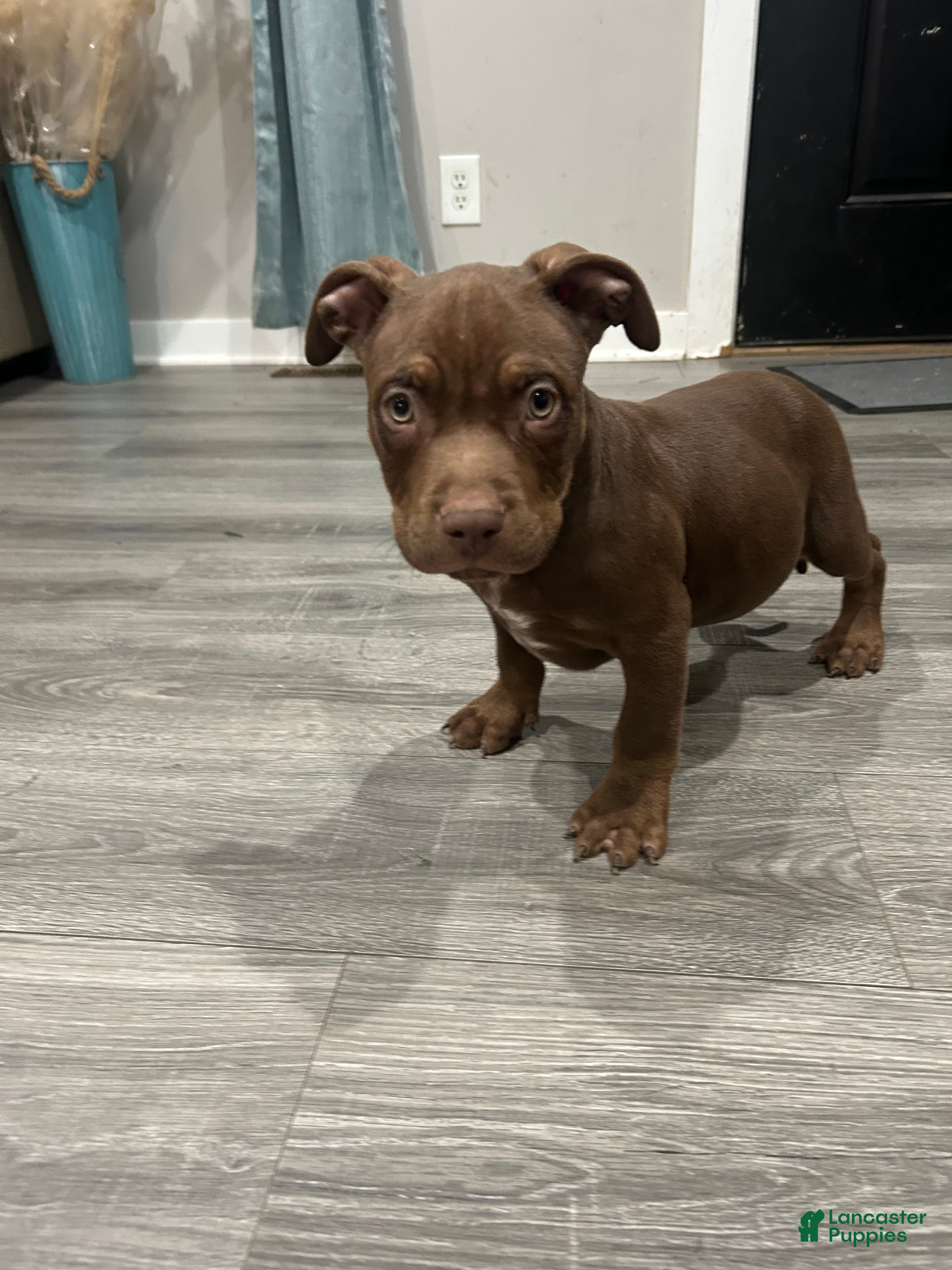 American Bully dogs Drakko - Ad 1