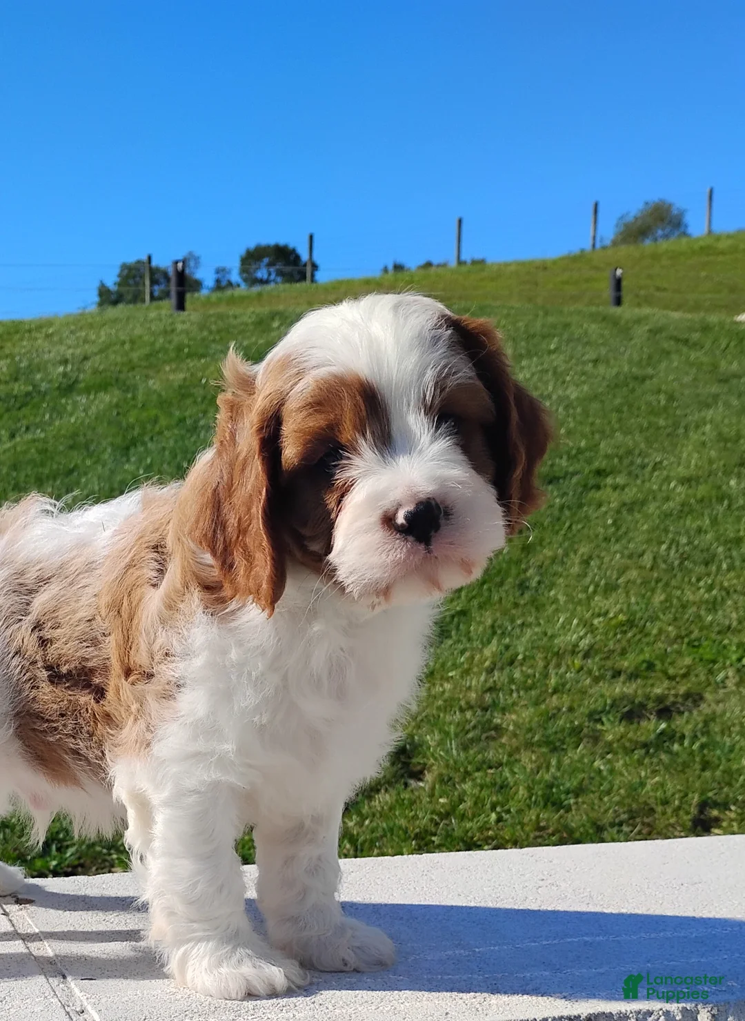 Cavapoo dogs for sale: Hobo - Ad 1