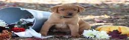 Labrador Retriever dogs for sale: Hunter - Ad 2