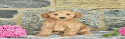 Maltipoo dogs for sale: Elmo  - Ad 1