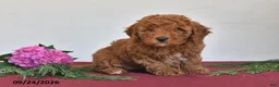 Mini Goldendoodle dogs for sale: Mindy - Ad 5