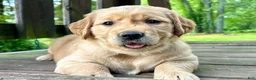 Golden Retriever dogs for sale: Golden Retriever 3 - Ad 3