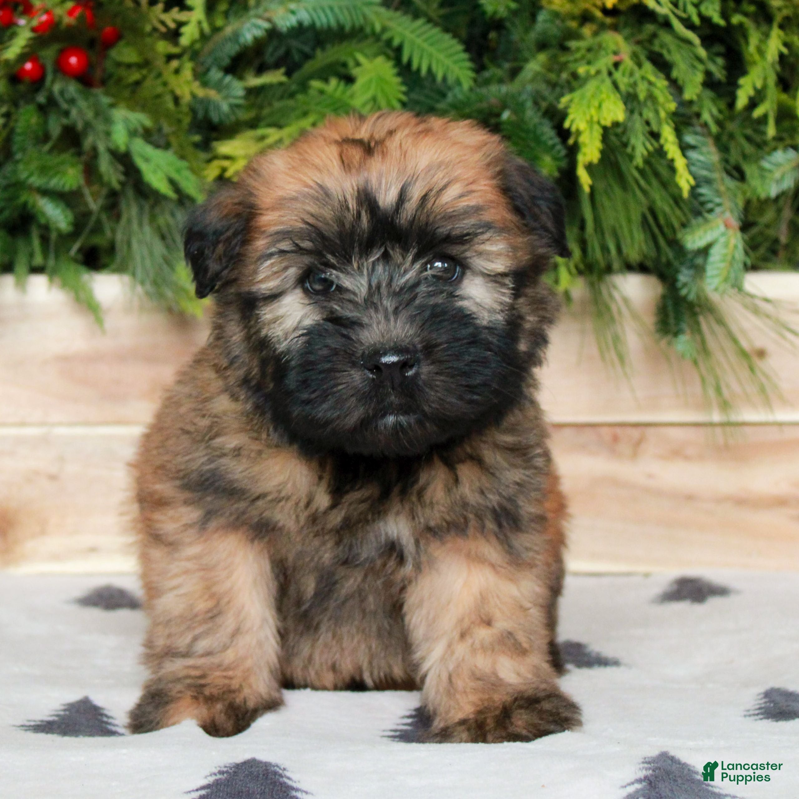Soft Coated Wheaten Terrier dogs Whitney  - Ad 3