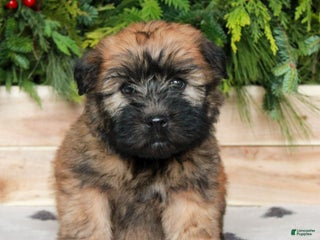 Soft Coated Wheaten Terrier dogs Whitney - Ad 6