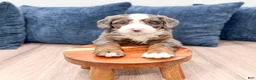 Mini Bernedoodle dogs for sale: Dexter - Ad 4