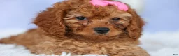 Cavapoo dogs for sale: TAMMY - Ad 12