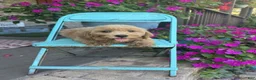 Miniature Labradoodle dogs for sale: Chloe - Ad 3