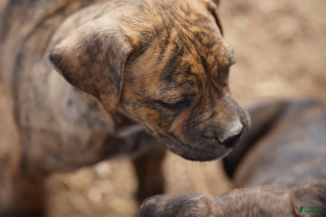 Mixed Breed dogs for sale: Bandogge Tiger Brindle F - Ad 2