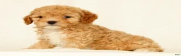 Cavapoo dogs for sale: Honey - Ad 3
