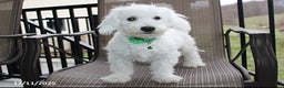 Bichon Frise dogs for sale: Carson - Ad 3