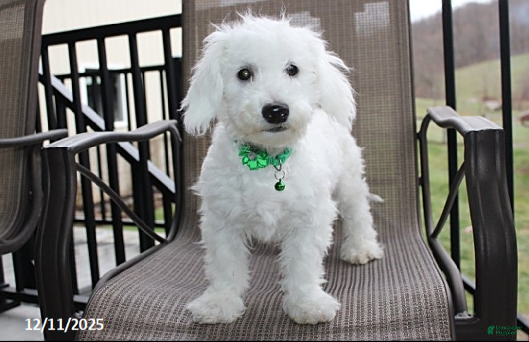 Bichon Frise dogs for sale: Carson - Ad 3