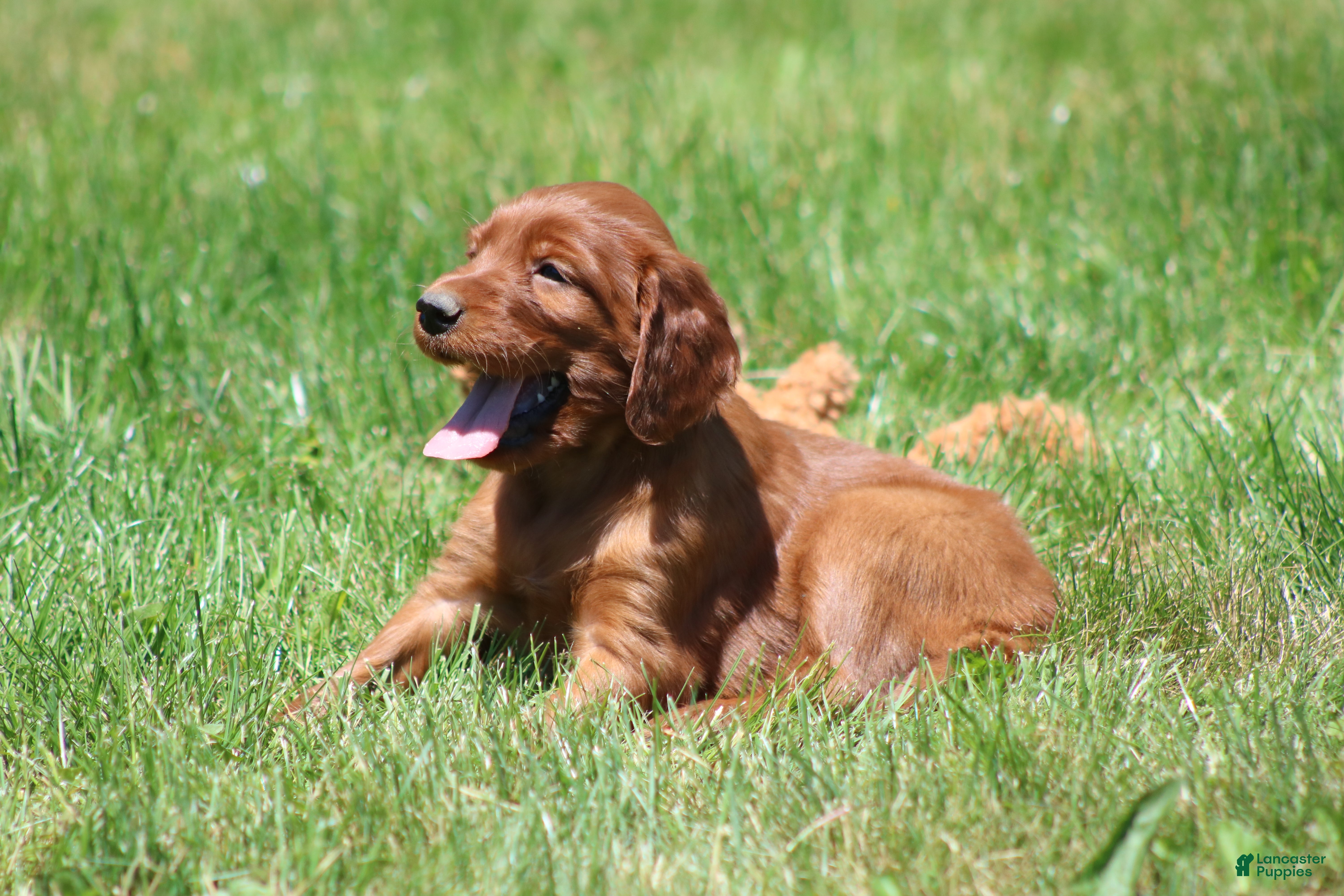 Irish Setter dogs for sale: Ella - Ad 6
