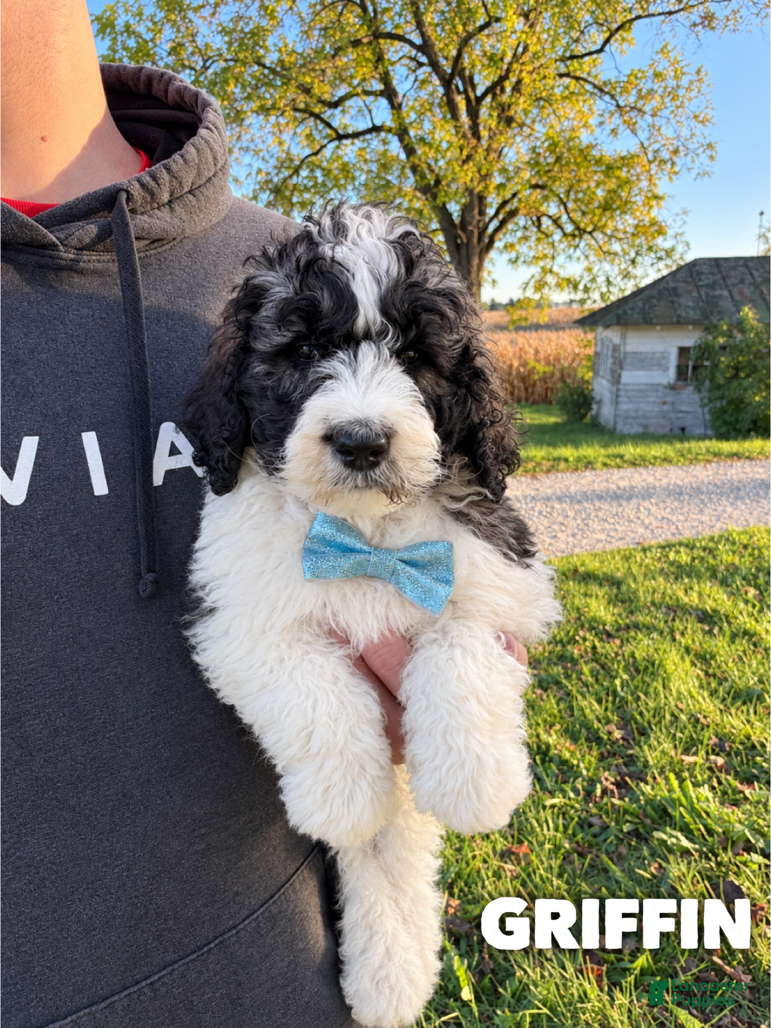 Saint Berdoodles dogs for sale: Griffin - standard f1b - Ad 7