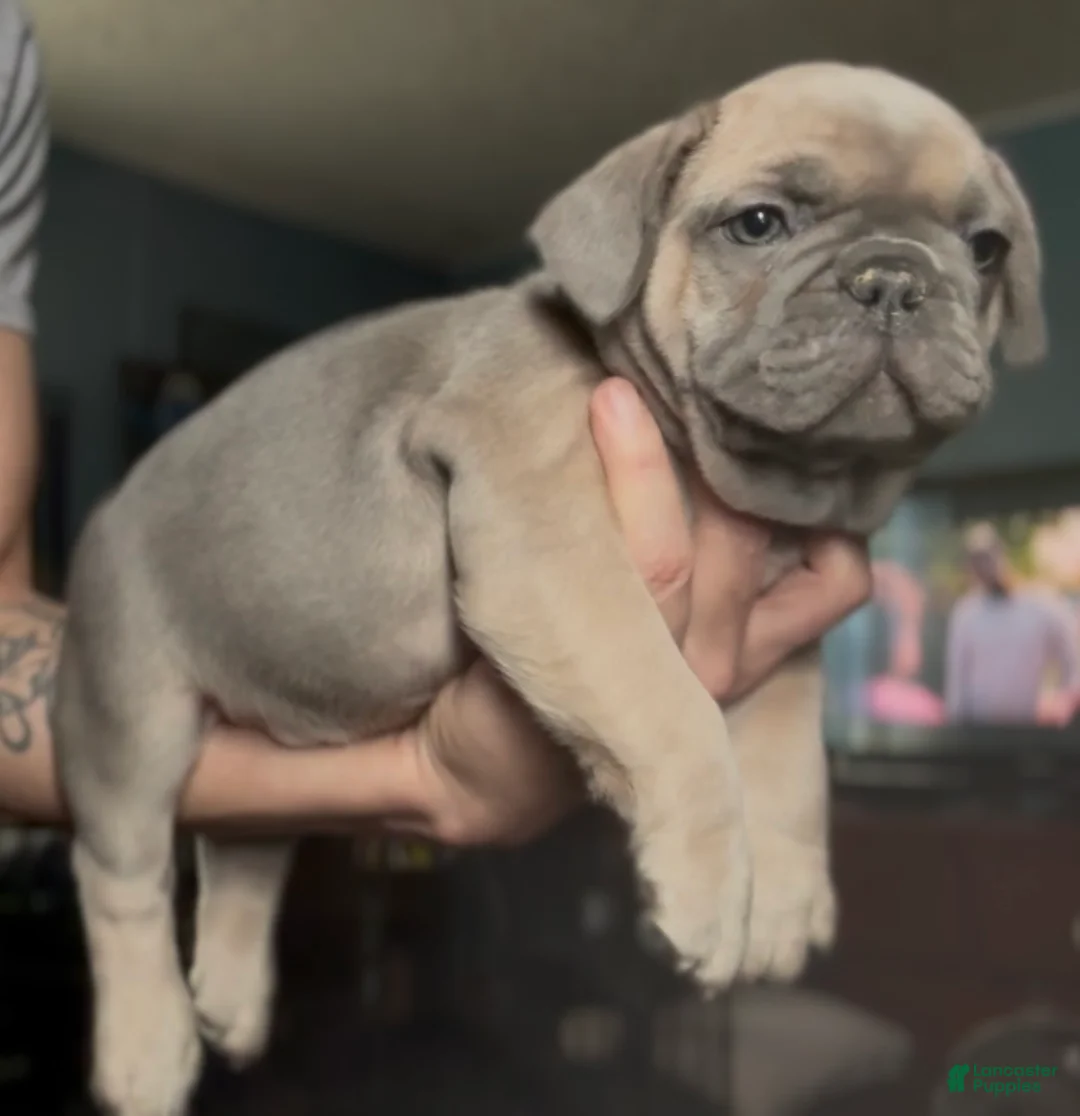 French Bulldog dogs for sale: Handsome - Ad 3