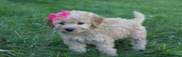 Mini Goldendoodle dogs for sale: Marla 🎀 - Ad 3