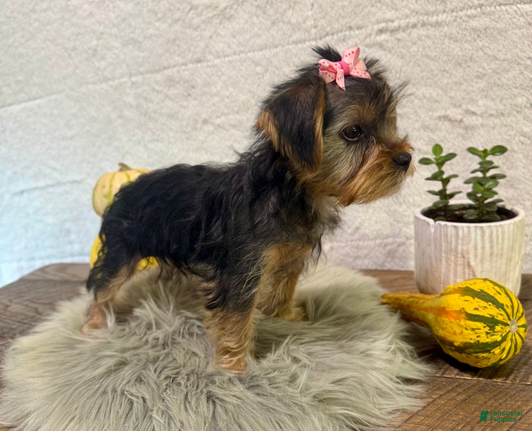 Yorkshire Terrier dogs for sale: Hallie - Ad 4