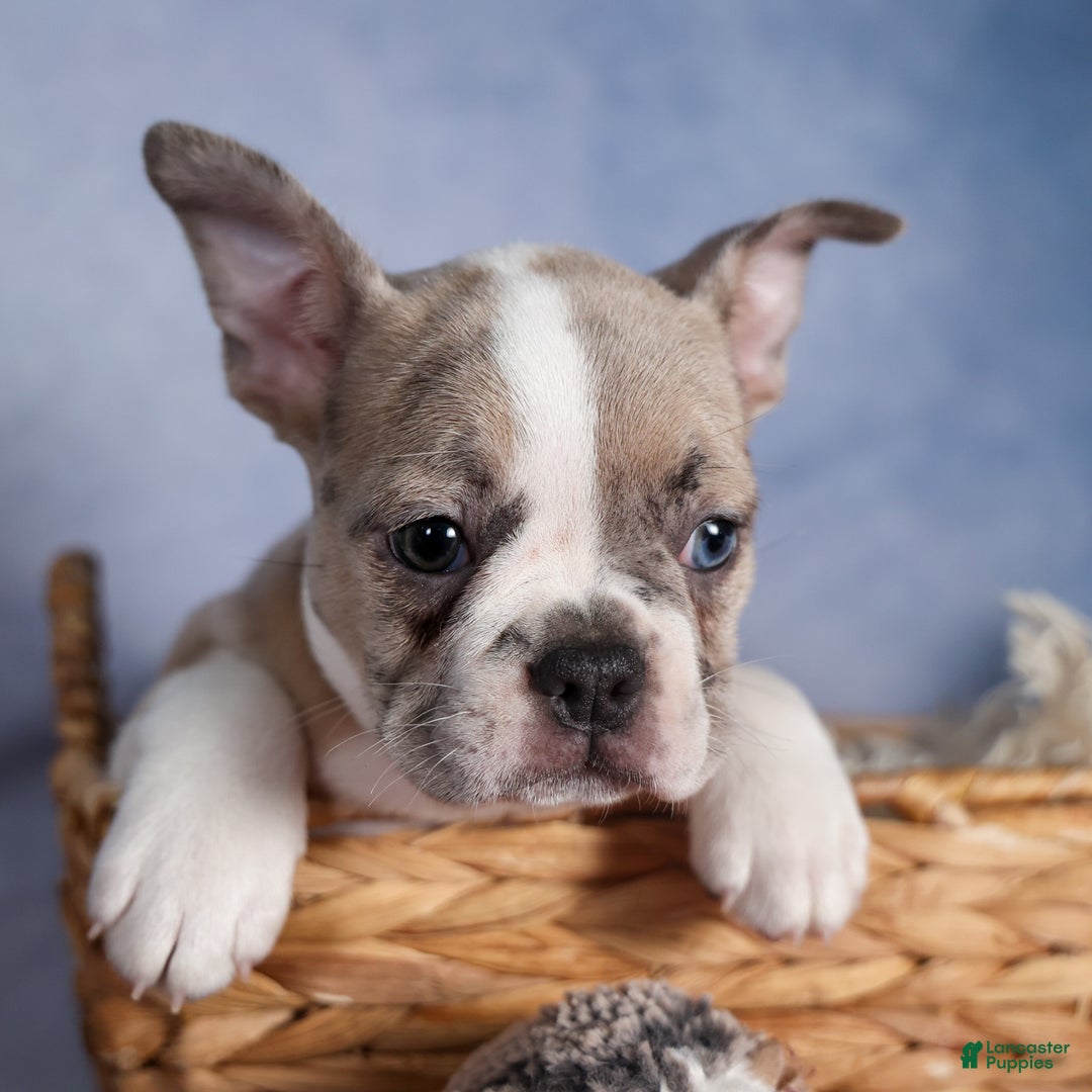 Frenchton dogs for sale: NORA - Ad 21