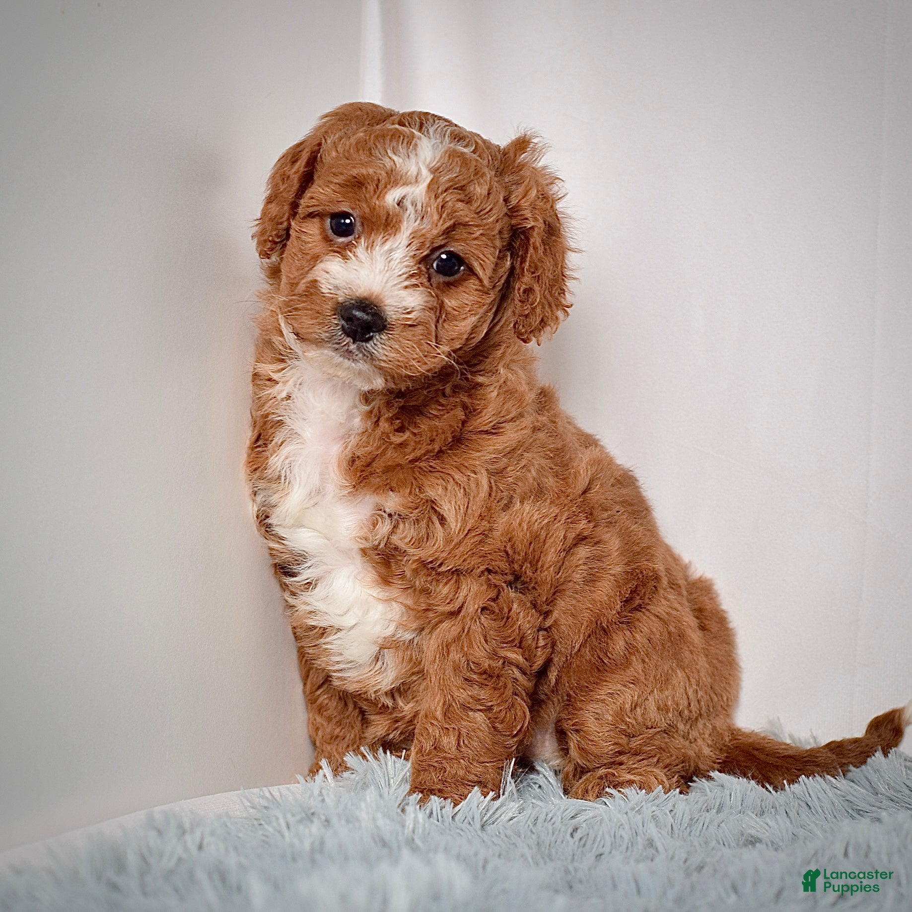Mini Goldendoodle dogs Ms. Angel  - Ad 1