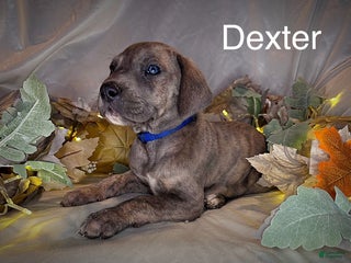 Great Dane dogs - Ad 3