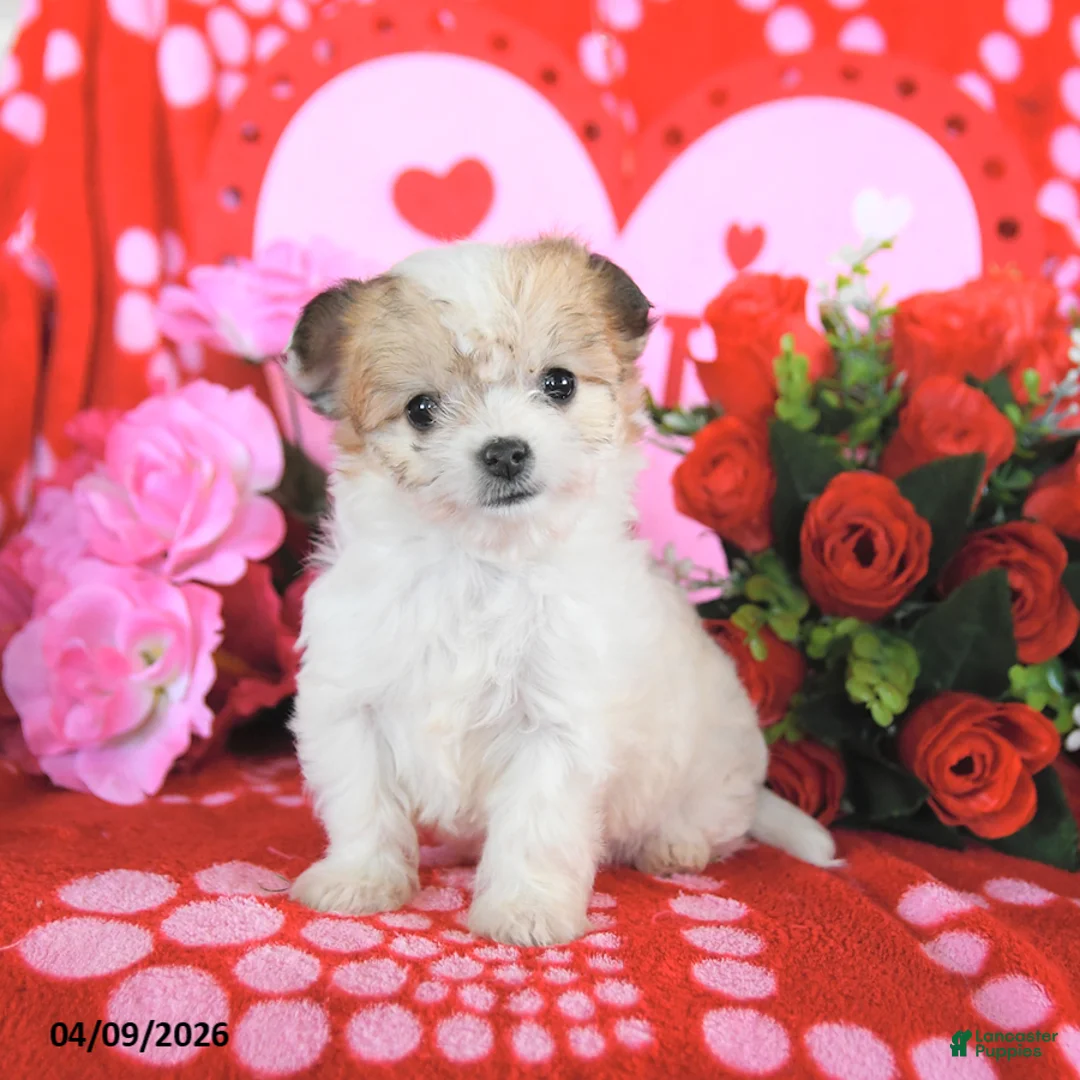 Mixed Breed dogs for sale: Barbie - Ad 1