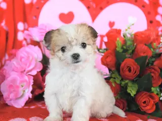 Mixed Breed dogs for sale: Barbie - Ad 1