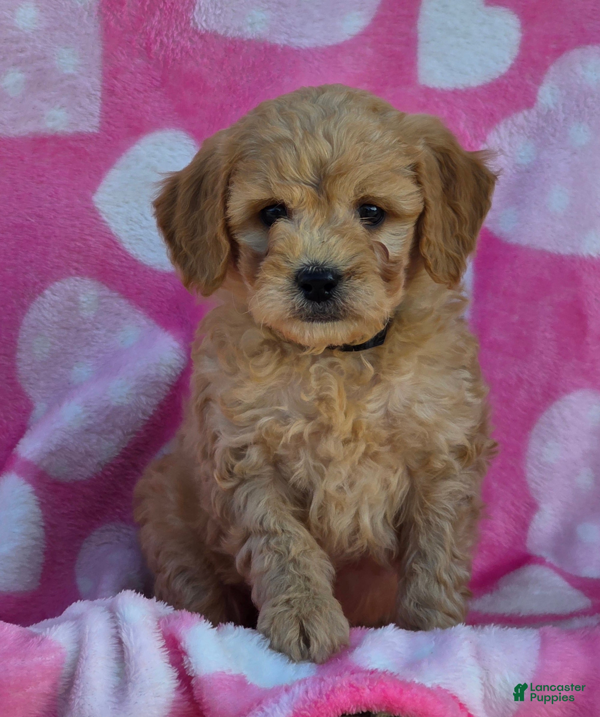 Mini Goldendoodle dogs Jaxon - Ad 41