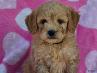 Mini Goldendoodle dogs Jaxon - Ad 1