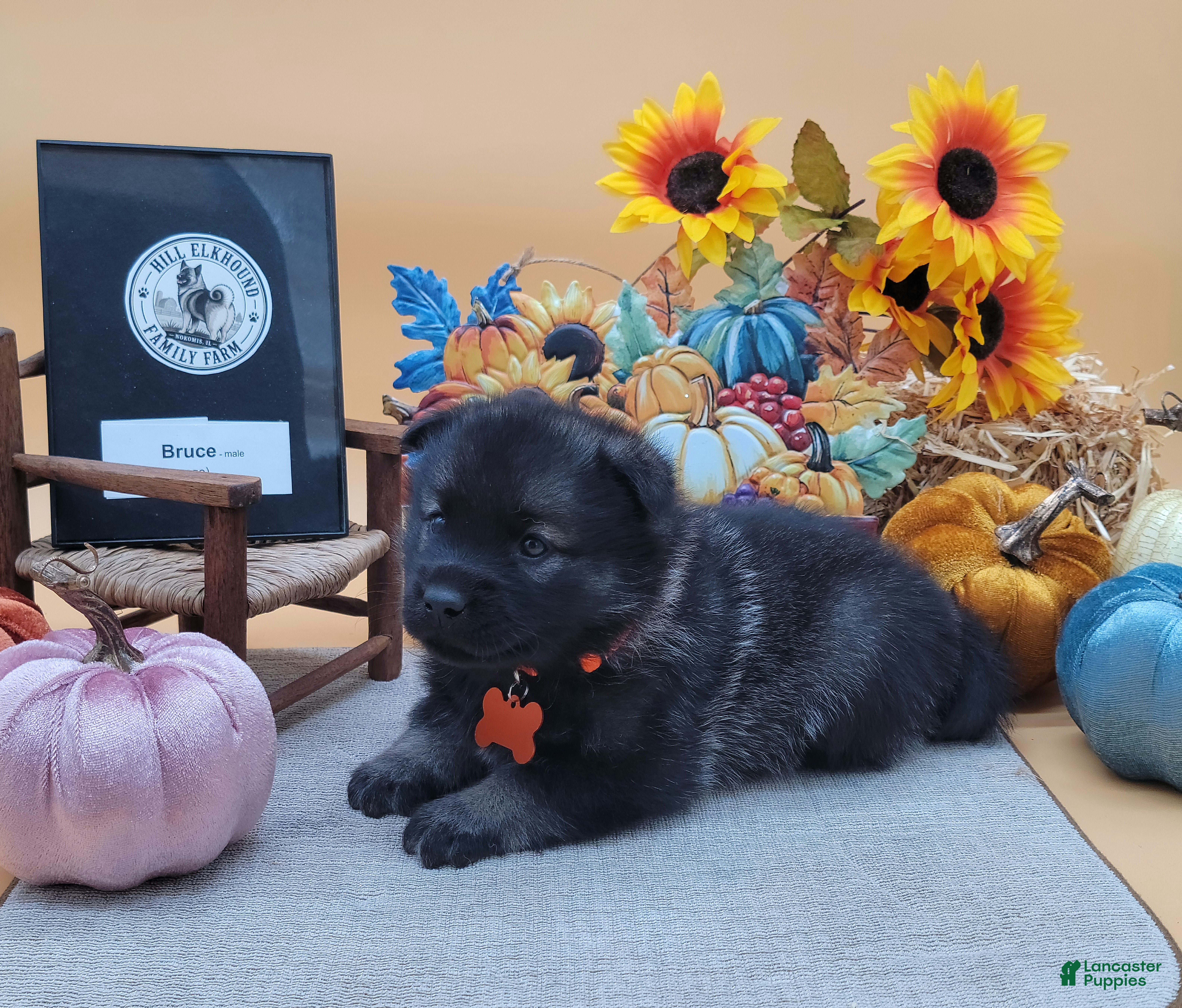 Norwegian Elkhound dogs Bruce - Ad 1