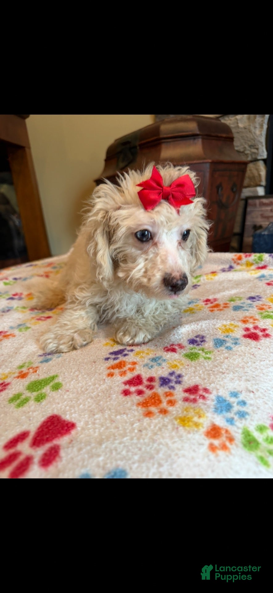Miniature Poodle dogs Mia - Ad 2